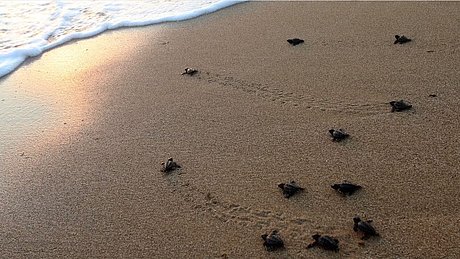 Schildkröten in Jesolo