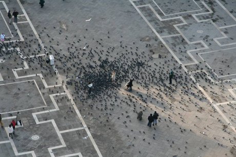 Tauben am Markusplatz